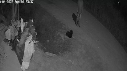 Condena y medida de distancia para un hombre que mató al perro de su vecino