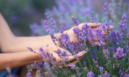 Además de belleza, la lavanda aporta aroma y color al hogar. Además de belleza, la lavanda aporta aroma y color al hogar.