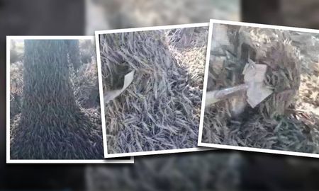 una invasion de langostas amenaza a santiago del estero una invasion de langostas amenaza a santiago del estero