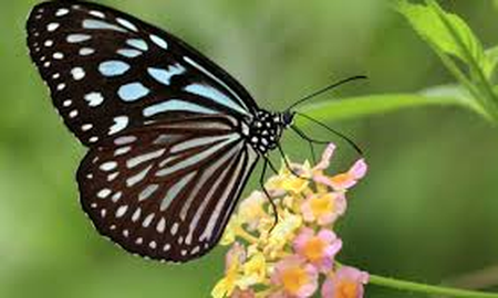 El significado de encontrar una mariposa muerta depende de la propia perspectiva y creencias de cada persona. El significado de encontrar una mariposa muerta depende de la propia perspectiva y creencias de cada persona.