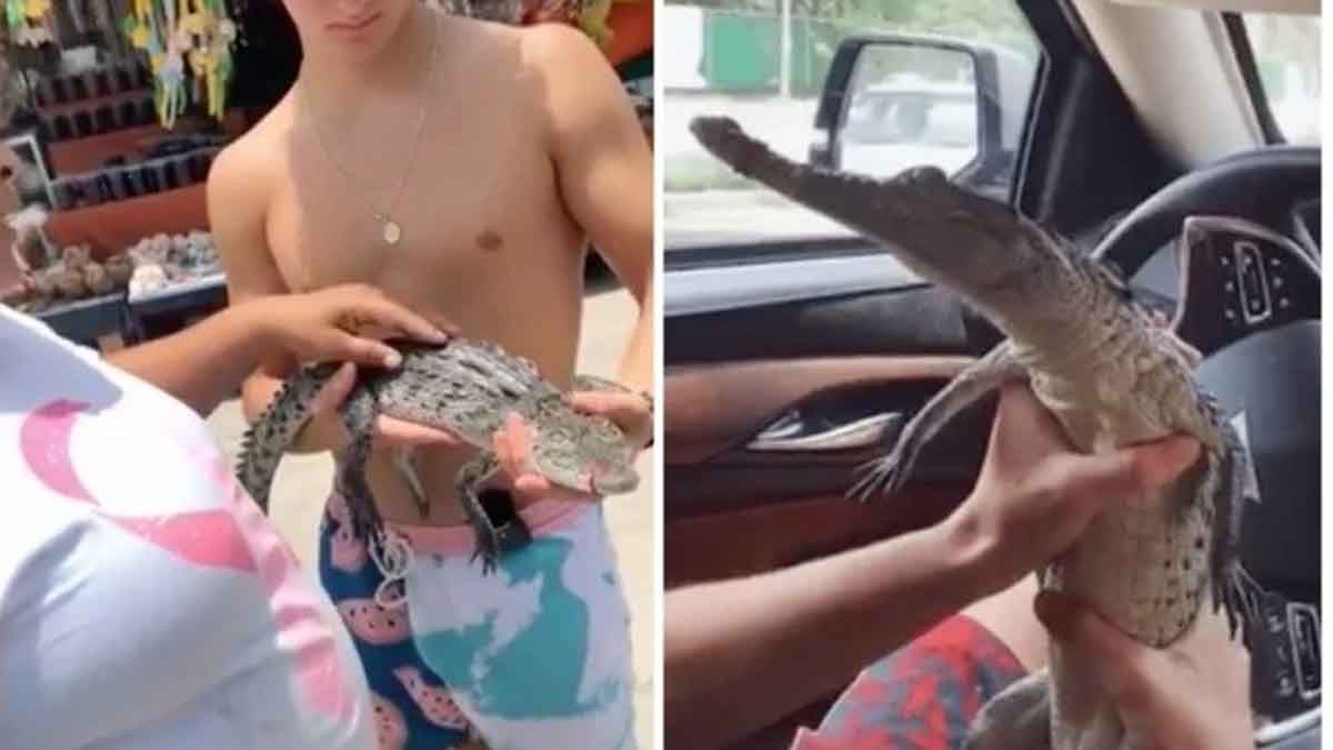 Una influencer compra ilegalmente cocodrilo para hacer Tik Toks y causan indignaci&oacute;n