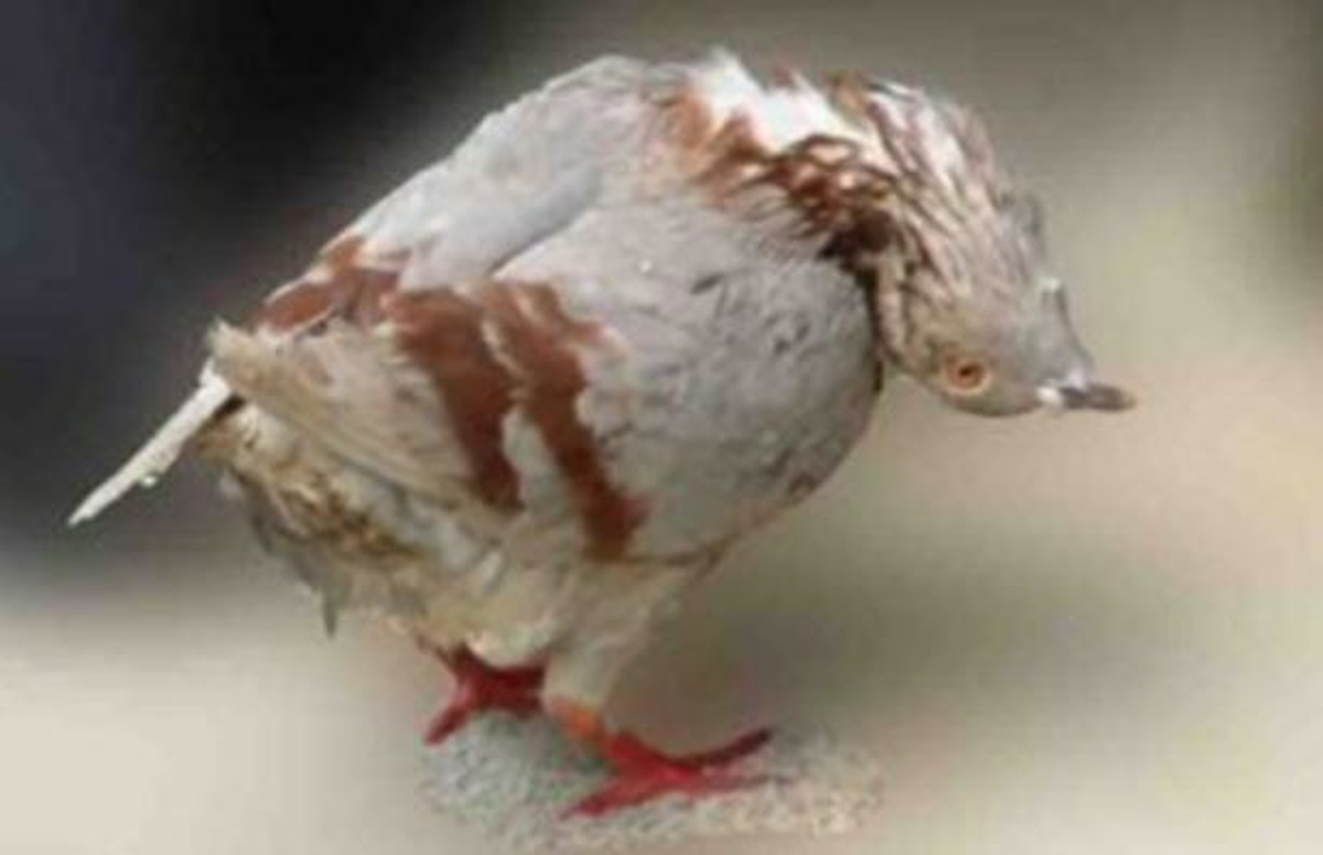 La misteriosa enfermedad les tuerce el cuello y las hace caminar en zigzag.