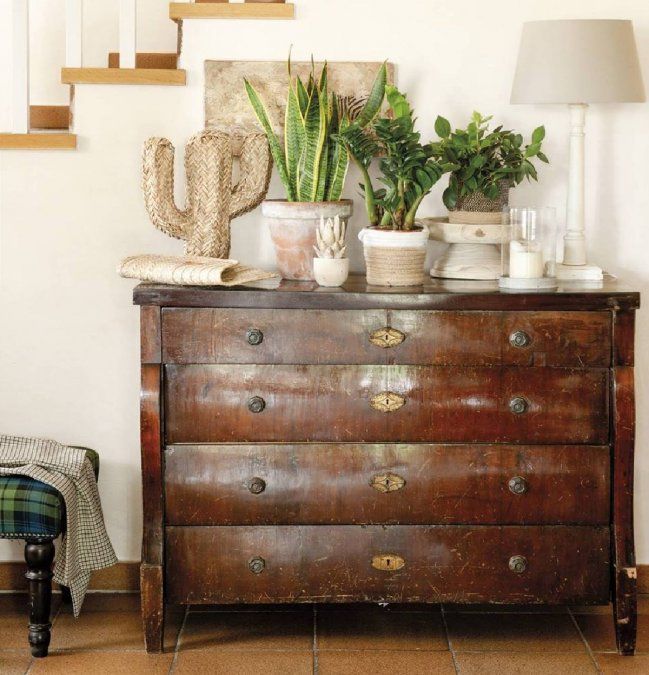 5 curiosidades que tenés que saber sobre la sansevieria