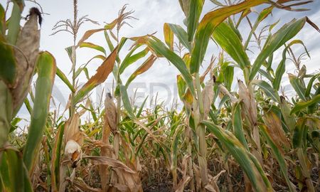 La Provincia entregó créditos por más de 22 millones de pesos a productores de los departamentos Las Colonias y Castellanos La Provincia entregó créditos por más de 22 millones de pesos a productores de los departamentos Las Colonias y Castellanos