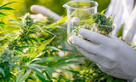 Mientras se espera que la Municipalidad de Santa Fe reglamente la ordenanza de acceso al cannabis terapéutico, ya hubo consultas de usuarios quienes se quieren interiorizar sobre la implementación de la iniciativa que establece un marco regulatorio para la investigación, el cultivo, la elaboración y el acceso a dicha medicina en la ciudad de Santa Fe. Mientras se espera que la Municipalidad de Santa Fe reglamente la ordenanza de acceso al cannabis terapéutico, ya hubo consultas de usuarios quienes se quieren interiorizar sobre la implementación de la iniciativa que establece un marco regulatorio para la investigación, el cultivo, la elaboración y el acceso a dicha medicina en la ciudad de Santa Fe.
