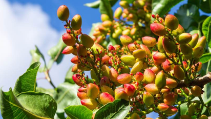 Árbol de pistacho: cómo plantarlo, cuidarlo y cuándo da sus primeros frutos