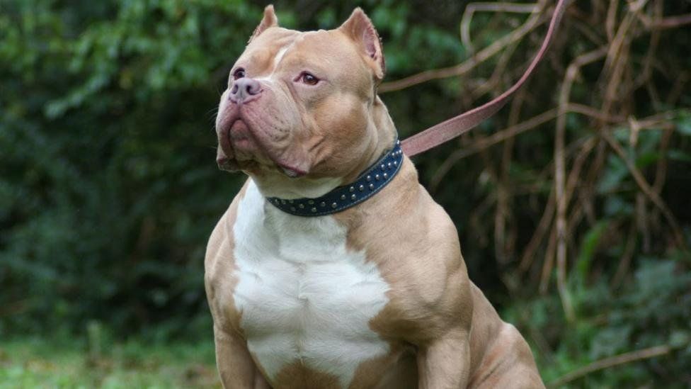 Una ciudad china fija política de “perro único” por familia y prohíbe razas “feroces” por seguridad