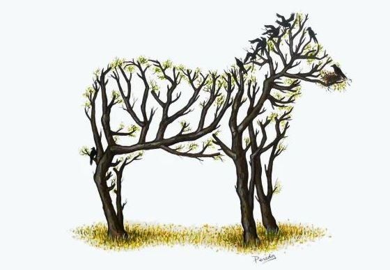 La polémica detrás de la cebra que comenzó a viralizarse en WhatsApp