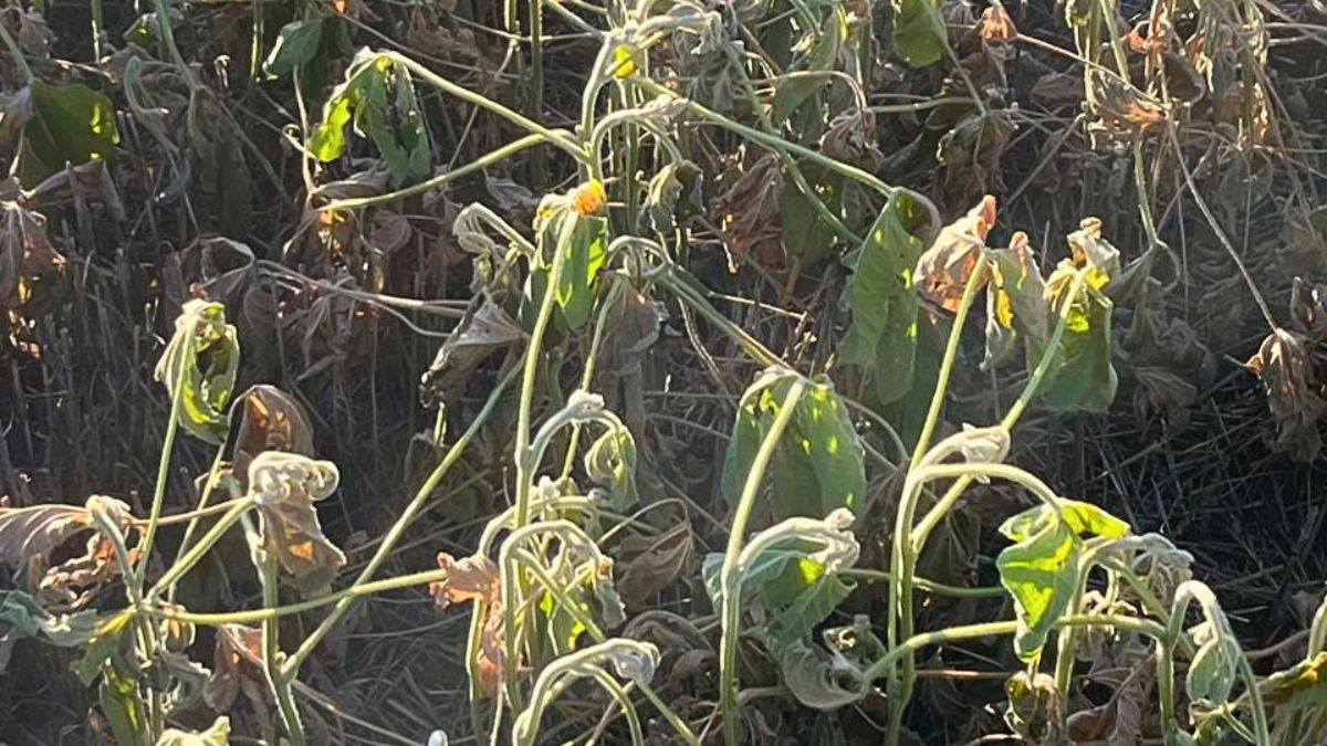Soja temprana sembrada en la zona de Esperanza muestra el impacto de las altas temperaturas y la falta de lluvias. Foto: Gentileza José Alonso