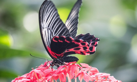Que una mariposa esté en tu casa tiene un significado espiritual. Que una mariposa esté en tu casa tiene un significado espiritual.