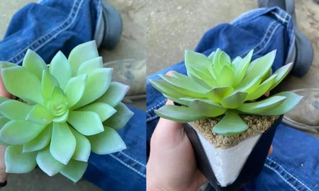 Luego de dos años regando y cuidando su planta, se enteró de que era una planta falsa Luego de dos años regando y cuidando su planta, se enteró de que era una planta falsa