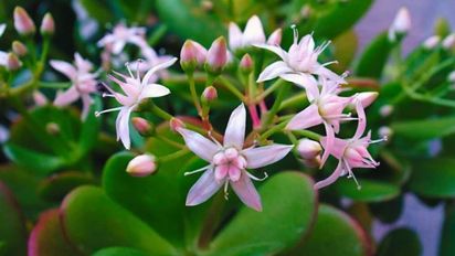 Cómo hacer para que el árbol de jade florezca en otoño