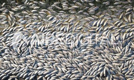 Técnicos del Ministerio de Ambiente recorren la zona de Laguna del Plata y realizan evaluaciones sobre la mortandad de peces. Técnicos del Ministerio de Ambiente recorren la zona de Laguna del Plata y realizan evaluaciones sobre la mortandad de peces.