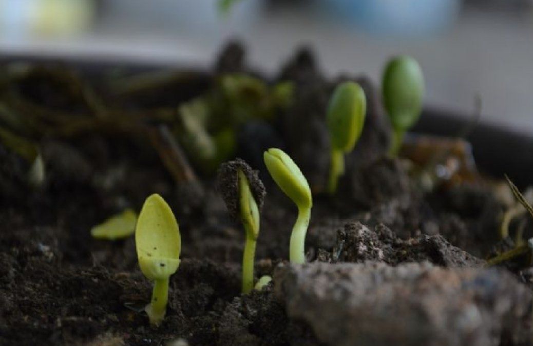 Plantas: Qué Es Y Para Qué Sirve La Composta