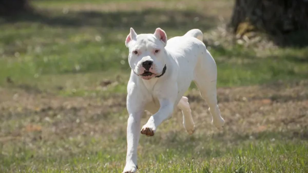 Un dogo mordió a un nene de 6 años en Mendoza