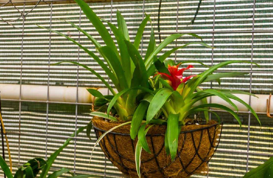 Destaca por sus colores vistosos