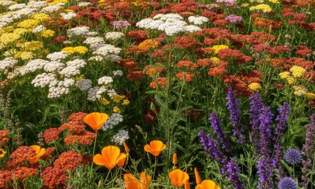 Achillea millefolium: la planta ideal para sembrar en noviembre. Achillea millefolium: la planta ideal para sembrar en noviembre.
