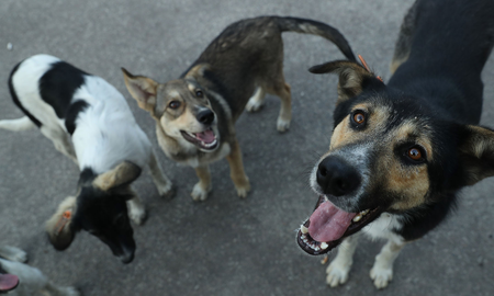 El veterinario Agustín Suau explica cómo proteger a nuestras mascotas y qué hacer ante mordeduras o encuentros con murciélagos infectados. El veterinario Agustín Suau explica cómo proteger a nuestras mascotas y qué hacer ante mordeduras o encuentros con murciélagos infectados.