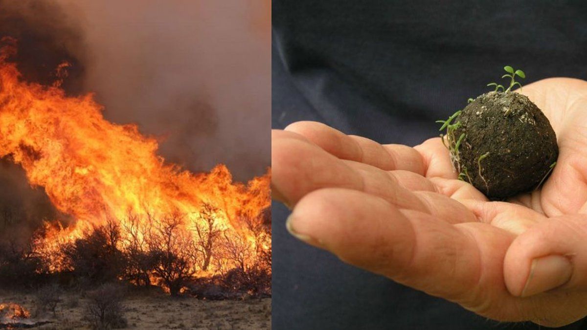 Invitan a estallar bombas de semillas durante las Fiestas