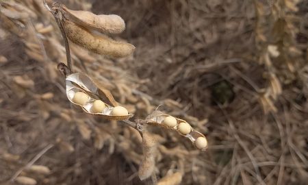 llueve sobre mojado: las precipitaciones no permiten retomar la cosecha
