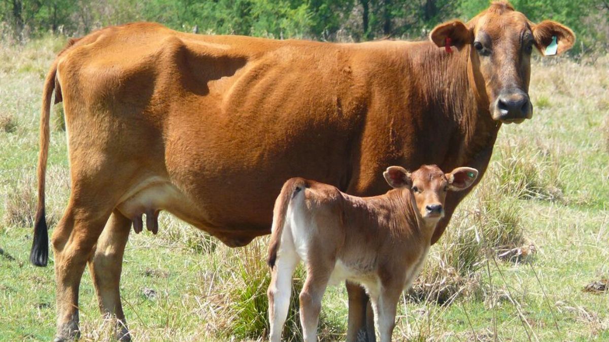 Datos preliminares indican que en 2024 la faena de hembras habría estado cerca del 48%.