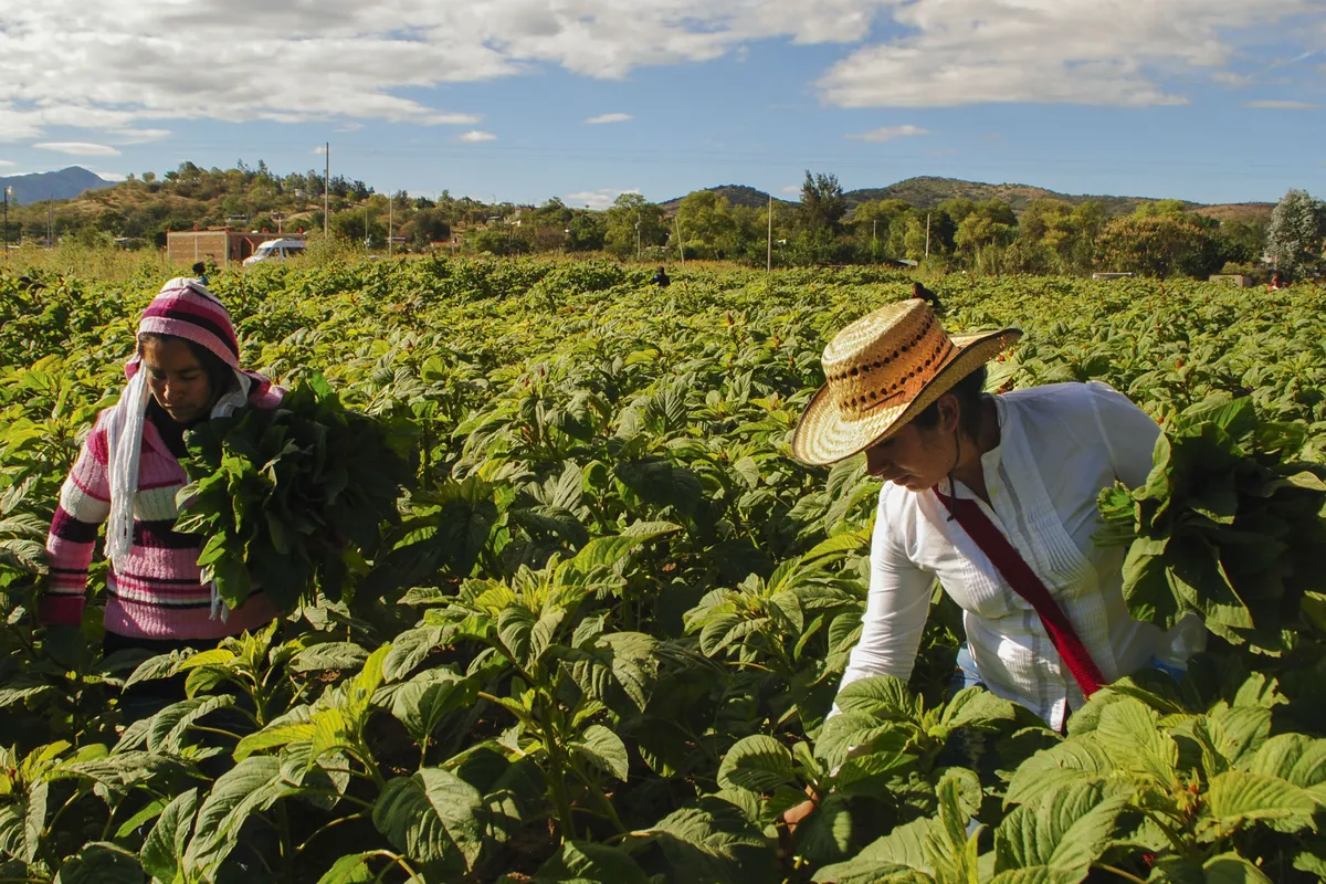 El 9 de septiembre se recuerda a todas aquellas personas que trabajan la tierra y se dedican a producir alimentos sanos y de calidad. El Día Mundial de la Agricultura nació para celebrarlos y continuar con este actividad tan antigua y noble.