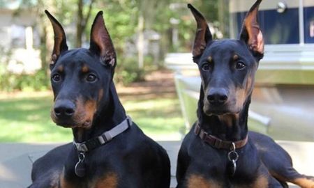 Detuvieron a dos hombres luego de envenenar a dos perros