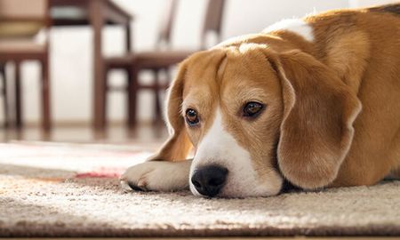 Las multas en la Unión Europea buscan transformar la tenencia de mascotas en un compromiso de responsabilidad civil absoluta. Las multas en la Unión Europea buscan transformar la tenencia de mascotas en un compromiso de responsabilidad civil absoluta.