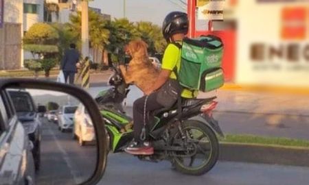 la historia detras del cachorro que reparte comida en guanajuato la historia detras del cachorro que reparte comida en guanajuato