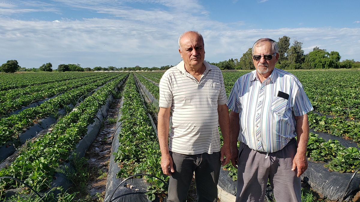 Miguel y Tato García producen frutillas en unas 7 hectáreas, en las afueras de Coronda. Este año habrá un homenaje a la tradicional familia, en conmemoración de los 100 años de cosechas ininterrumpidas.