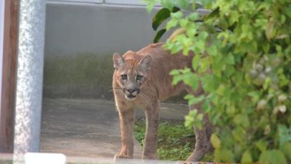 Capturaron a un puma en Esperanza: recorrió varias zonas residenciales de la ciudad y fue atrapado dentro de una casa