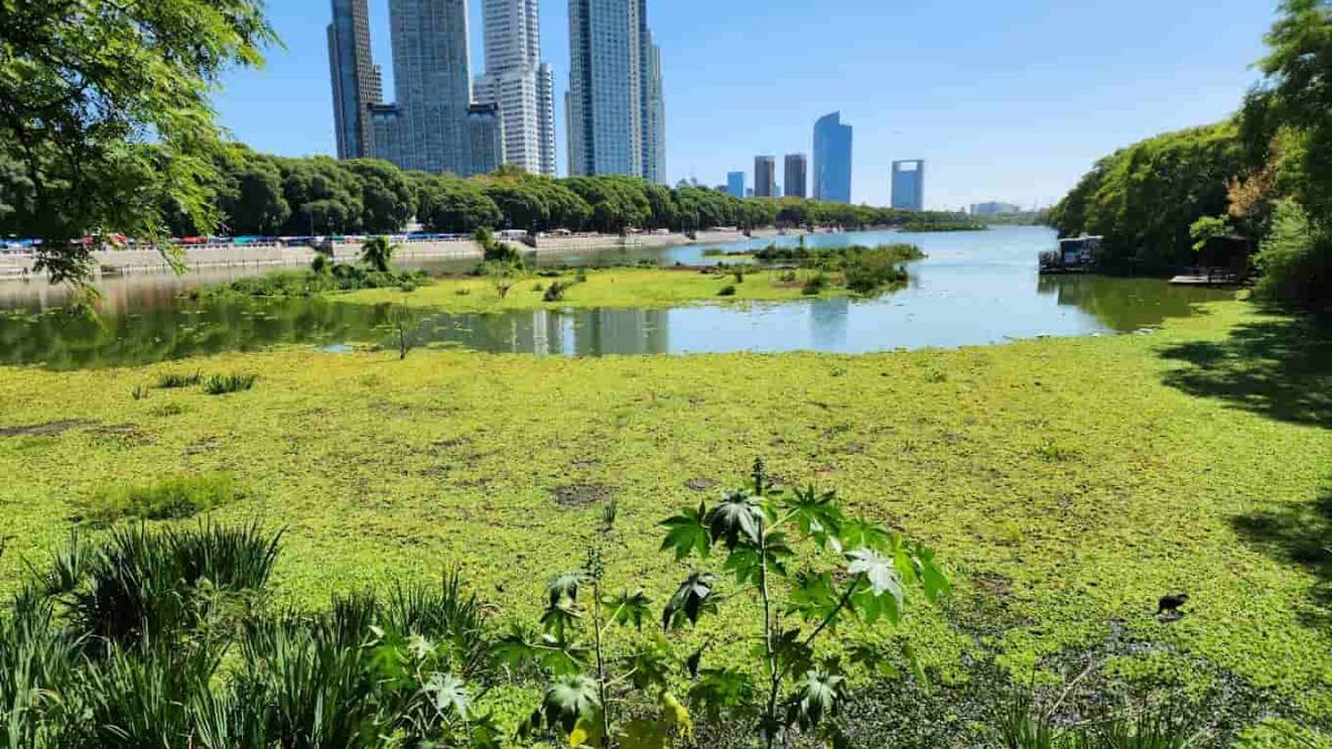 La Reserva Ecológica Costanera Sur es uno de los espacios naturales más importantes de Buenos Aires. La Reserva Ecológica Costanera Sur es uno de los espacios naturales más importantes de Buenos Aires. 