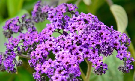 Una planta aromática y resistente que llena de perfume los espacios con media sombra. Una planta aromática y resistente que llena de perfume los espacios con media sombra.
