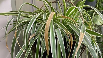 Puntas marrones en la planta cinta: el error que casi todos cometen y cómo salvarla en un solo paso