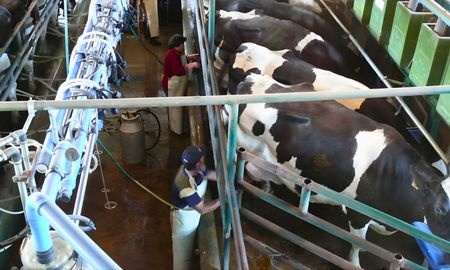lecheria: piden a los tamberos que produzcan menos para sostener el precio que pagan la industrias lecheria: piden a los tamberos que produzcan menos para sostener el precio que pagan la industrias