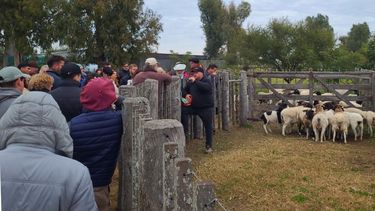Ovinos: teoría y práctica en el campo para lograr una encarnerada más eficiente Ovinos: teoría y práctica en el campo para lograr una encarnerada más eficiente