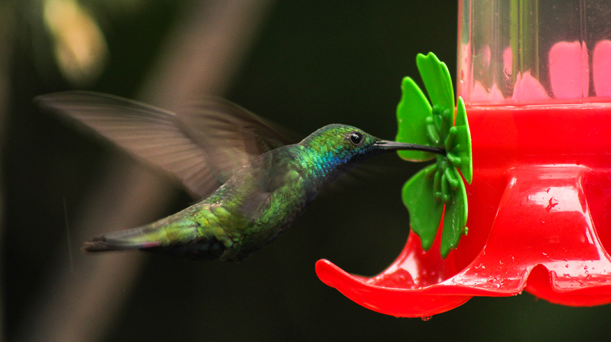 C&oacute;mo atraer a los colibr&iacute;es.