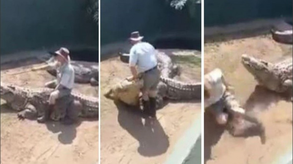 Un cocodrilo gigante atacó a su entrenador.