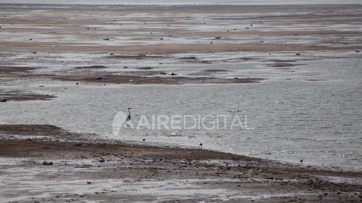Una solitaria garza pesca en la Laguna Setúbal que tiene su nivel más bajo en 49 años.