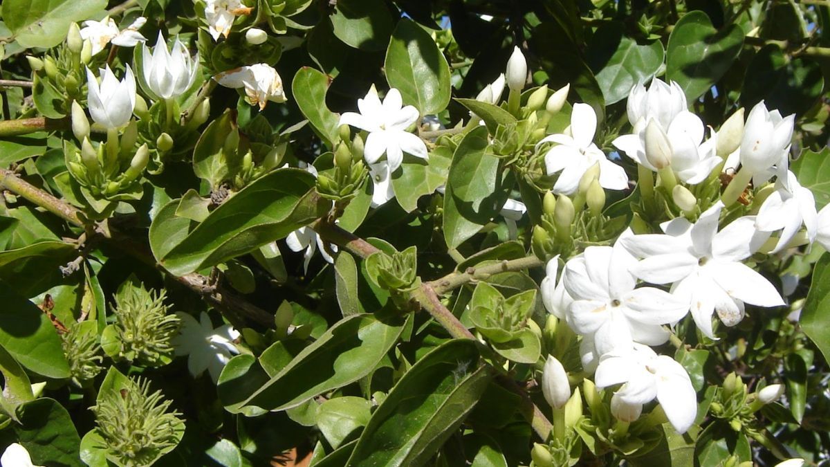 El jazm&iacute;n &aacute;rabe destaca por su fragancia dulce y persistente, cualidad que lo posiciona como el favorito para producir aceites esenciales.