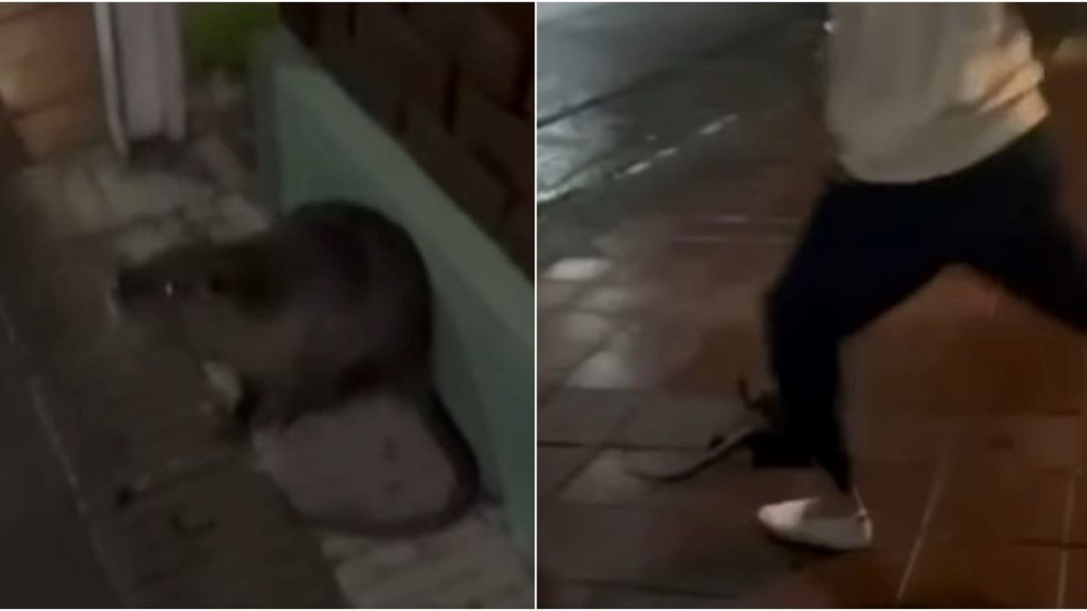La especie cobró notoriedad en los últimos días tras el caso ocurrido en Bahía Blanca, que generó indignación y reabrió el debate sobre la protección de la fauna silvestre. La especie cobró notoriedad en los últimos días tras el caso ocurrido en Bahía Blanca, que generó indignación y reabrió el debate sobre la protección de la fauna silvestre.