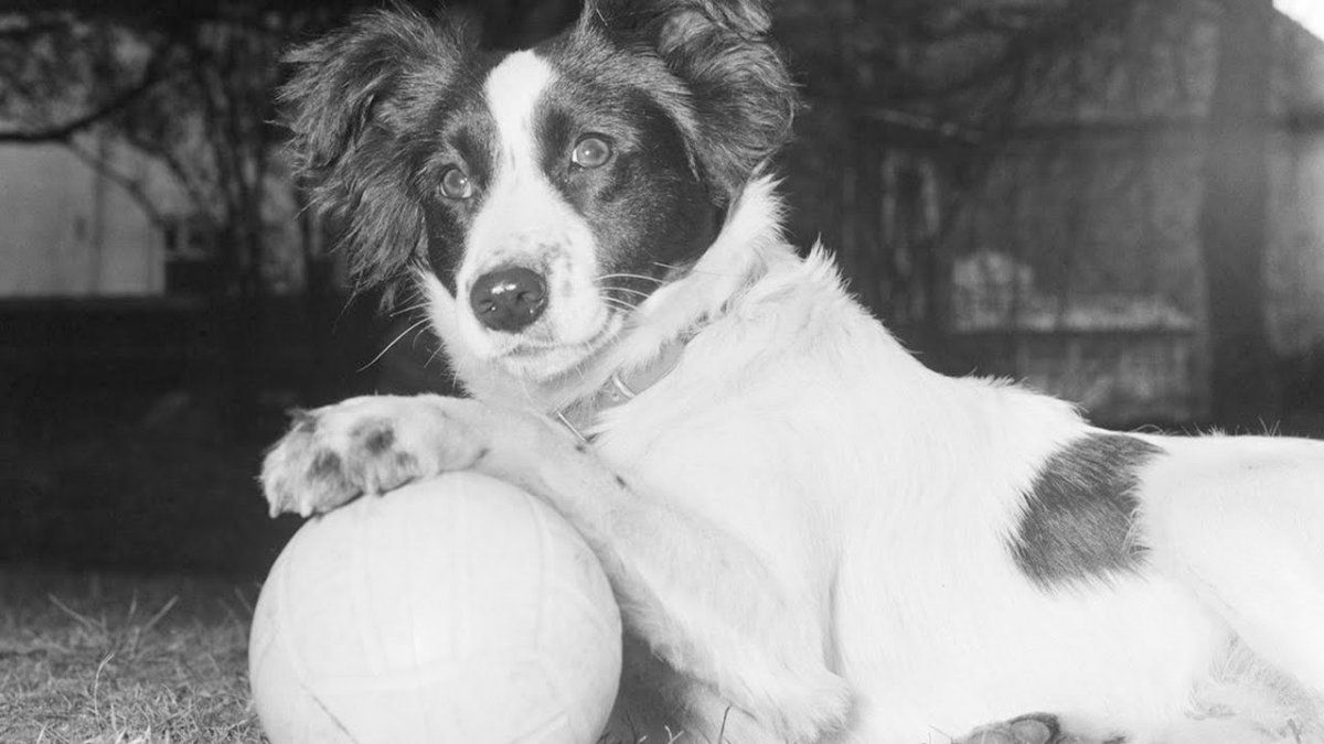 El perro Pickles y la Copa Mundial robada en Inglaterra 1966