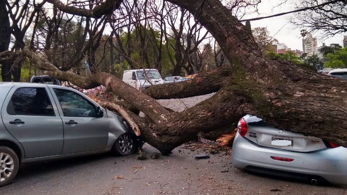 La caída de árboles y el desprendimiento de grandes ramas obstaculizaban esta mañana el tránsito en varias calles.