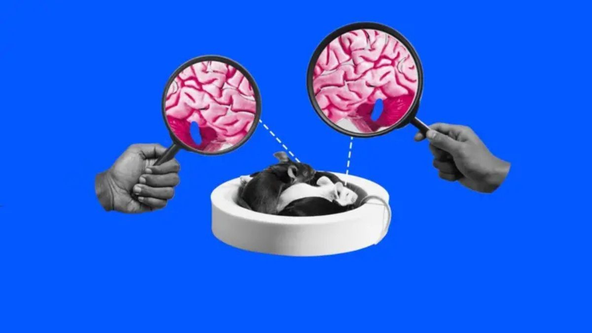 En ratones dormidos, el inicio del sueño REM está relacionado con una menor actividad en el locus coeruleus. En ratones dormidos, el inicio del sueño REM está relacionado con una menor actividad en el locus coeruleus.