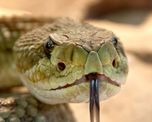 fotos: encontro una serpiente en el bano y resulto ser una de las mas venenosas del mundo