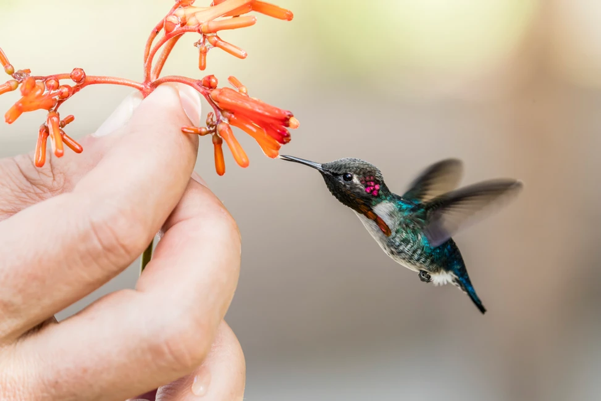 Existen más de 350 especies de colibrí identificadas en el mundo.