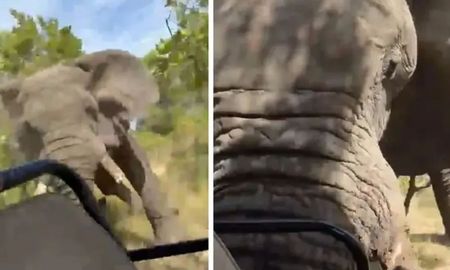 Un elefante cargó contra un grupo de turistas en Zambia Un elefante cargó contra un grupo de turistas en Zambia