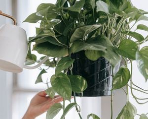 La planta que muchos eligen porque soporta poca luz, poco riego y dura muchos años.
