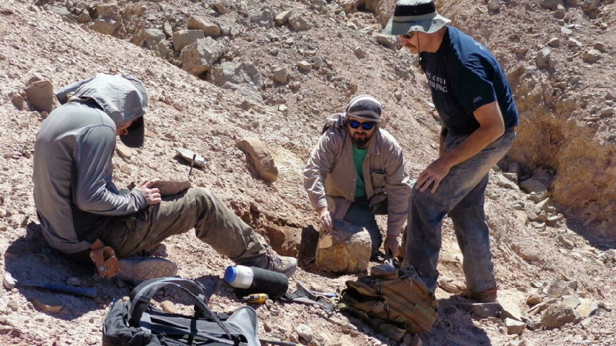 La gigantesca ave voladora fue hallada en el 2009, pero recién fue dada a conocer ahora, tras haber sido completados todos los estudios a los que fueron sometidos.