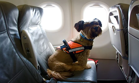 Un avión aterrizó de emergencia luego de que un perro defecara en primera clase y estallara una pelea a bordo Un avión aterrizó de emergencia luego de que un perro defecara en primera clase y estallara una pelea a bordo